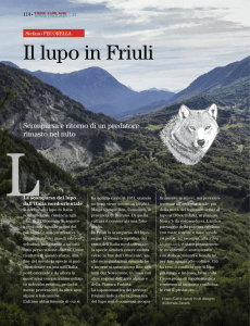 Il lupo in Friuli - Canislupus Italia