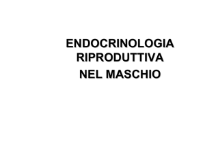 Endocrinologia della riproduzione nel maschio