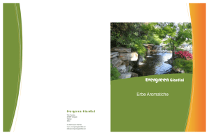 Erbe aromatiche - Evergreen Giardini