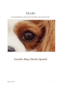 Pulizia Occhi - Cavalier King Francis Drake della Domus Aventina