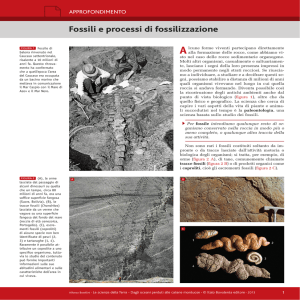 Fossili e processi di fossilizzazione
