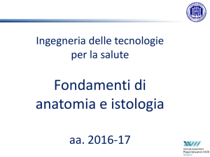 Anatomical Terminology - Università degli studi di Bergamo
