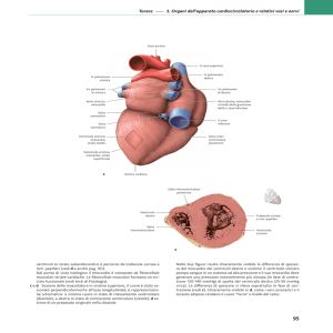 Torace — 3. Organi dell`apparato cardiocircolatorio e