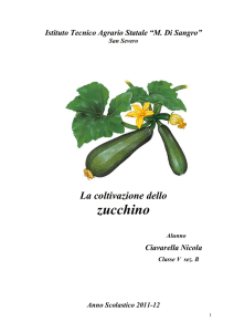 tesina zucchino Ciavarella