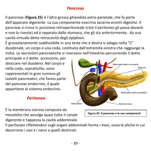 Pancreas Peritoneo