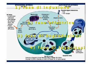 Nessun titolo diapositiva