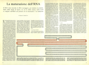 La maturazione dell`RNA