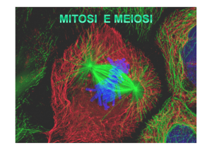 BIO-13 Lezione 4_Mitosi e Meiosi