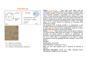 Chlorella sp. (modificato