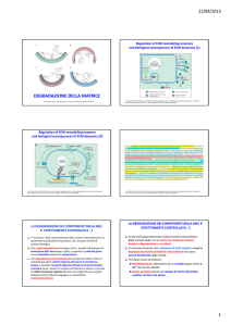 Diapositive sulla degrdazione delle proteine e sulle serina proteasi