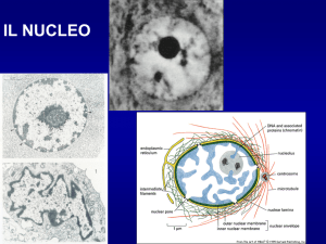 Nucleo e ciclo cellulare med. Citologia 2016