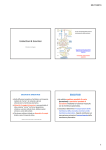 Diapositive sull`endocitosi e esocitosi