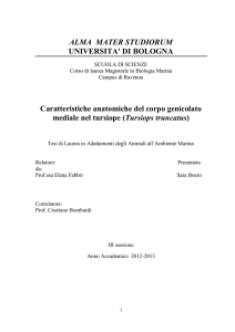 - AMS Tesi di Laurea