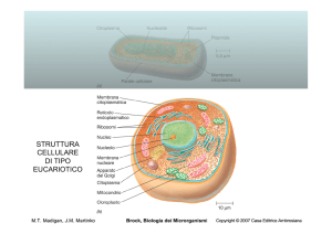 L11_MicroGE_strutture cellulari eucarioti