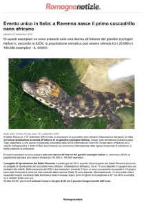 Evento unico in Italia: a Ravenna nasce il primo coccodrillo nano