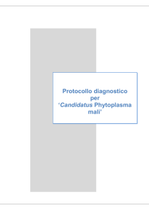 Protocollo diagnosi `Ca. Phytoplasma mali`.