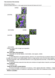 Viola mammola (Viola odorata)