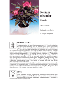 Nerium oleander - Clamer informa