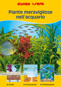 Piante meravigliose nell`acquario