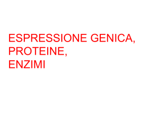Espressione genica, proteine, enzimi