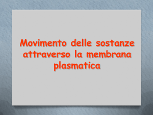 lezioni gruppo 2 proteine trasporto 12 - Didattica