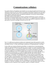 05_Comunicazione cellulare