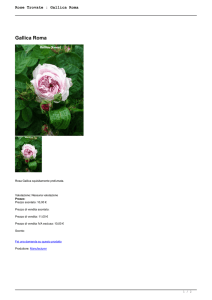 Rose Trovate : Gallica Roma - Rose Antiche Rosso Tiziano