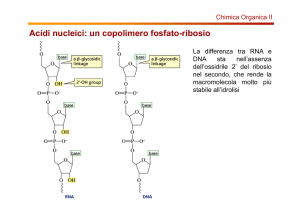 Acidi nucleici: un copolimero fosfato