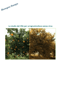 Lo studio del CRA per un`agrumicoltura senza virus