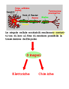 Sinapsi