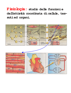 Fisiologia: studio delle funzioni e dell`attività coordinata di cellule