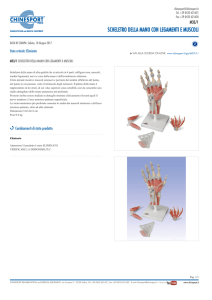 scheletro della mano con legamenti e muscoli