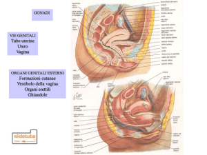 L`utero è vascolarizzato dall` arteria uterina