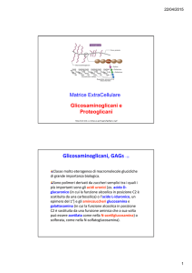 Diapositive sui GAGs e proteoglicani della matrice