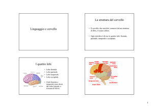 Linguaggio e cervello La struttura del cervello I quattro lobi