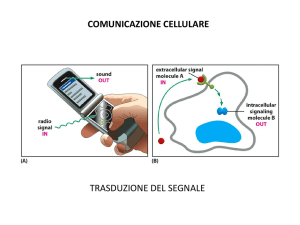lezione 13_comunicazione cellulare2016