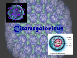 Citomegalovirus