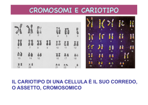 cariotipo - Apollo 11 *DNA* Apollo