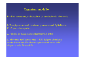 Organismi modello - Associazione Genetica Italiana