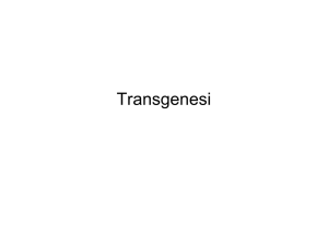2.3 Transgenesi