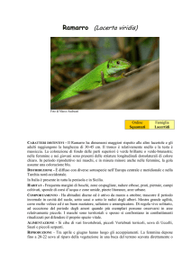 Ramarro (Lacerta viridis)