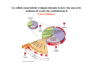 Sintesi DNA