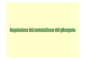 Regolazione del metabolismo del glicogeno