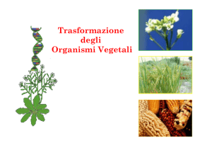 Trasformazione degli Organismi Vegetali - e