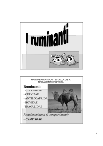 3UD7 Rumine File - Progetto e