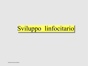 Sviluppo linfociti