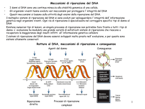 M5 Danni DNA e Riparo NET 2016-17 - e