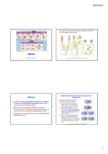 Diapositive sulla meiosi e su seminario sulle modalità di meiosis nel