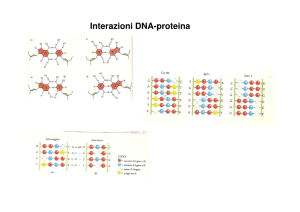 Interazioni DNA-proteina