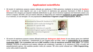 Polymerase Chain Reaction